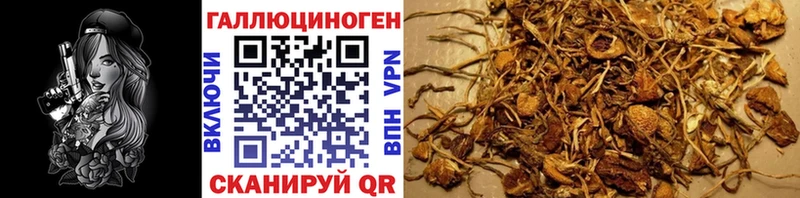 Купить где Торопец Псилоцибиновые грибы Magic Shrooms